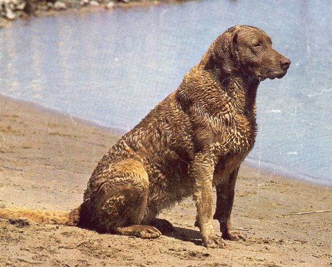 I am unable for find a picture of Devil, but this Chesapeake Bay Retriever photo look just as I remember him.”